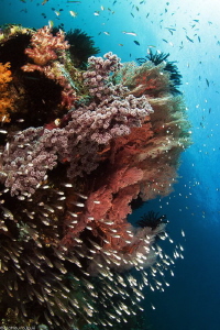 Raja Ampat_Misool by Mathieu Foulquié 